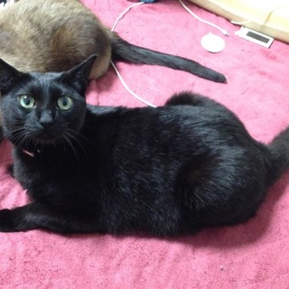 [交渉中]4歳の黒猫♀「ゆい」