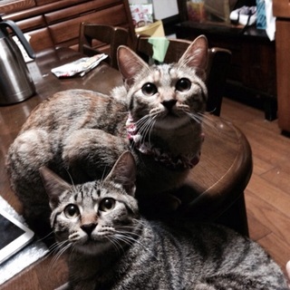 人懐こい子です