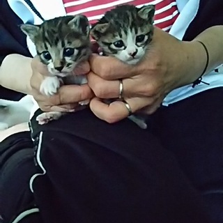 多数お問い合わせ頂きましたので一旦停止致します