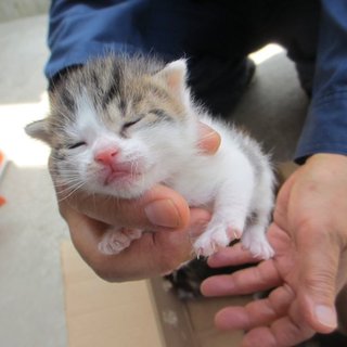 お問い合わせ多数にて一旦停止致します