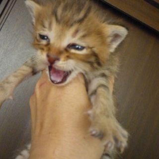 生後２５日くらいの茶キジ君です。