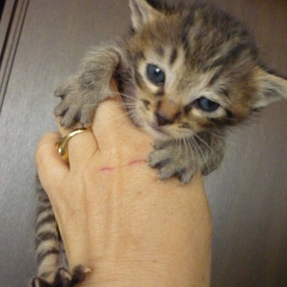 生後２５日くらいのキジトラ君です。