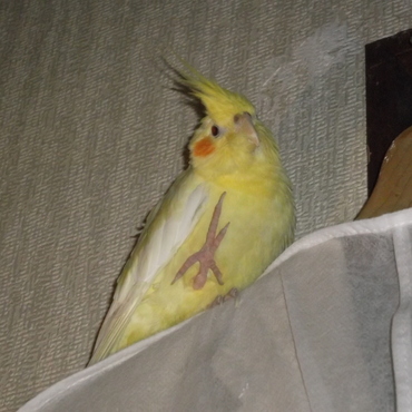 あんよを上げて首元カキカキ