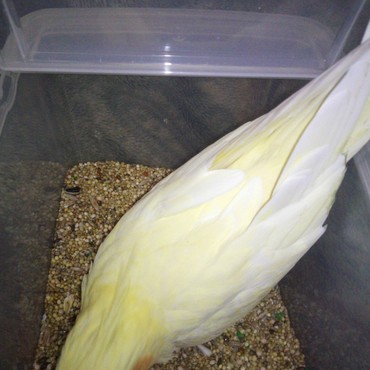 タッパの中に乱入