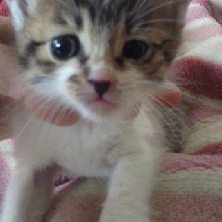 里親になって下さい！