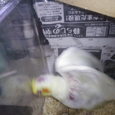 ひなっこのとき