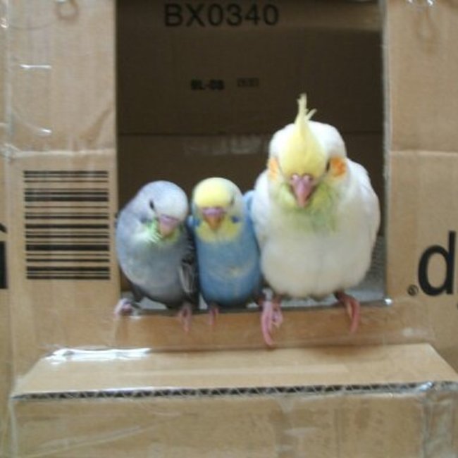 anicebrandのカバー写真