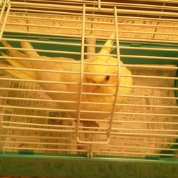 「ゆきとの出会い」サムネイル2