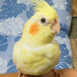 「ゆきとの出会い」サムネイル3