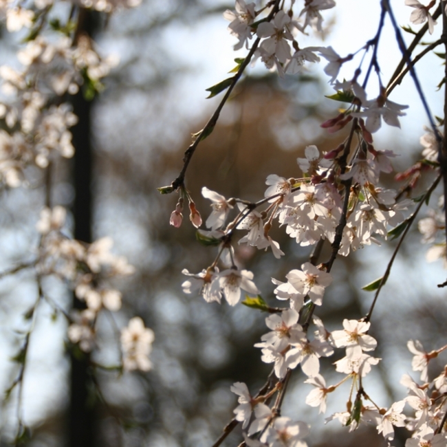みやまのカバー写真