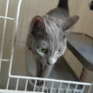 おとなしいロシアンブルーです