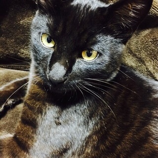 クロ君の里親募集しています！