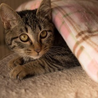 元気で懐こい男の子