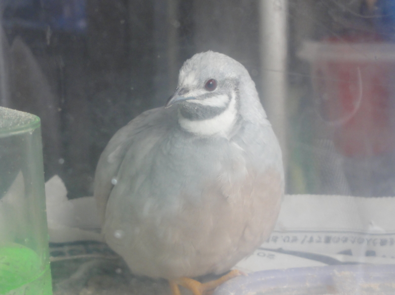 ヒメウズラ（グレー♂）若鳥」東京都 - 鳥の里親募集(66243) :: ペット