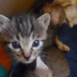 生後25日くらいのキジトラです。