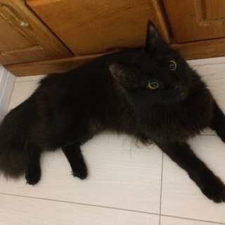 ふわ黒の女の子