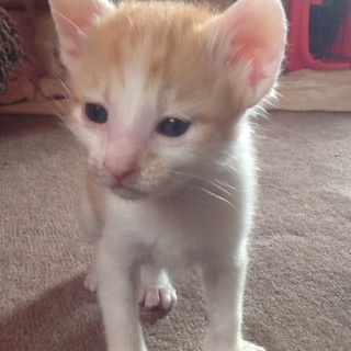 生後1ヶ月の茶トラちゃん