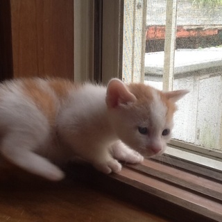 生後1ヶ月の茶トラちゃん