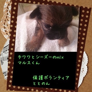 チワワとシーズーの