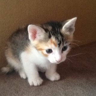 生後1ヶ月の三毛猫ちゃん