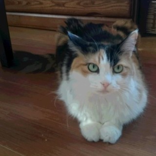 フサフサ人懐こい三毛の桃子の里親募集（代理投稿）
