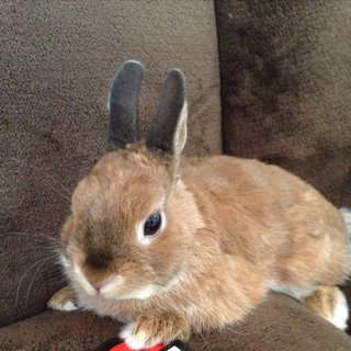 里親さんが決まりました