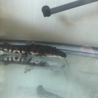 タイガーシャベルノーズキャット20㎝前後