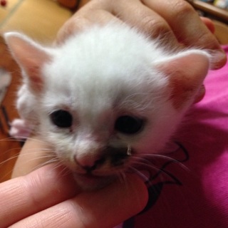 乳歯も生えてえます^ ^