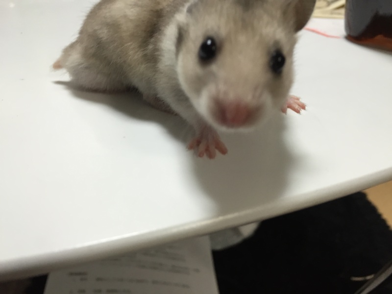 3/18生まれG.ハムスター  サムネイル5