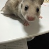 3/18生まれG.ハムスター  サムネイル5