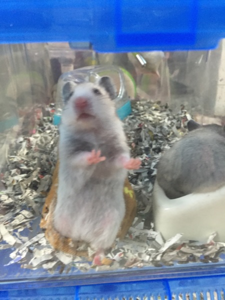 3/18生まれG.ハムスター  サムネイル7