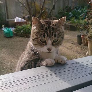 大人しくてかわいいメス美猫