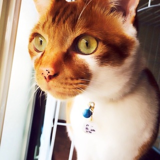 芸達者で人懐っこい男の子♪みやびさんです^^