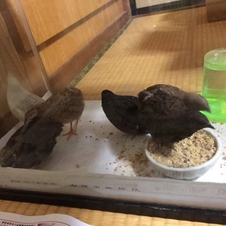 姫うずら 6羽中お好きなだけ(1羽〜6羽)