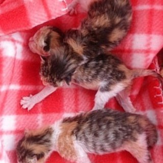 募集一時停止　☆乳飲み子　三毛猫シスターズ☆