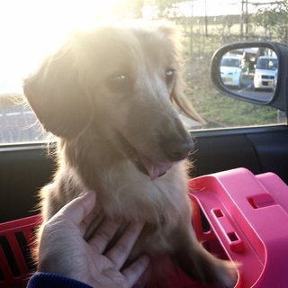 可愛いお顔立ちのダックスの女の子♪