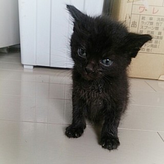 ☆まっ黒子猫　わかばちゃん☆