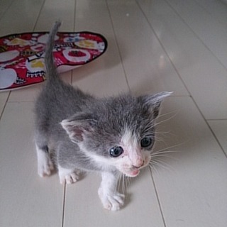 ☆募集一時停止　グレー白の女の子　かすみちゃん☆