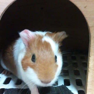 モルモット兄弟里親様募集(フク君)