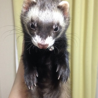 可愛がってくださる方！