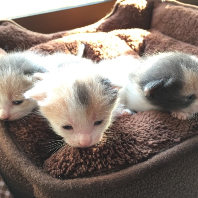 うっちーのカバー写真