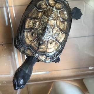 銭亀　里親募集　＠東京都