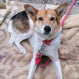 mix♀ ユミちゃん