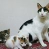 生後１ヶ月5子猫の内４猫終了/ママ猫+白キジ募集中 サムネイル3