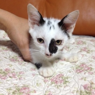 ボクの家族になってください！