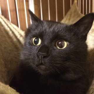 黒にゃんこ☆こたけくん