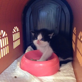 推定生後2か月、ハチワレの男の子