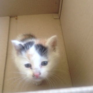 生後1ヶ月のミケ猫です。