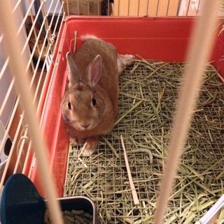 ピーターラビットのようなかわいいミニウサギ