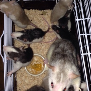 ラットの赤ちゃん里親さん決定しました